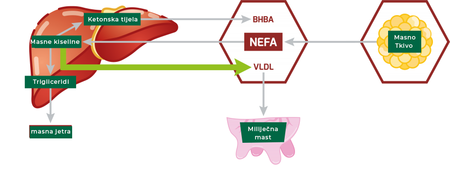Mobilizacija masnih kiselina i njihov metabolizam. NEFA = neesterificirane masne kiseline, VLDL = lipoprotein vrlo niske gustoće, BHBA = beta-hidroksibutirat.
